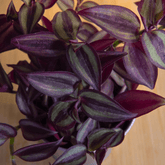 Tradescantia Zebrina Hill Ø9 - 