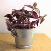 Tradescantia Zebrina Hill Ø9 - 