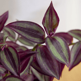 Tradescantia Zebrina Hill Ø9 - 
