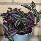 Tradescantia Zebrina Hill Ø9 - 