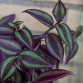 Tradescantia Zebrina Hill Ø9 - 