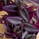 Tradescantia Zebrina Hill Ø9 - 