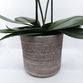 Vaso Ceramica "Etruria" - 