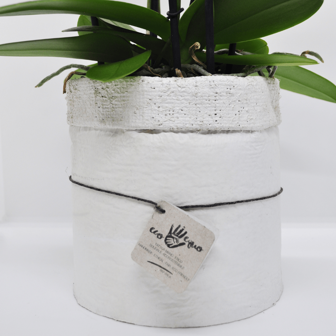 Vaso Sferico Bianco Per Orchidea | Fiori E Piante | Ikebana Alghero Di Stefania Cerri - Foto 2