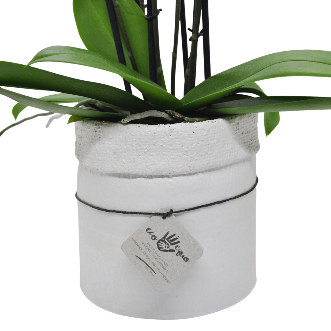 Vaso Collezione &quot;Puglia&quot; - 