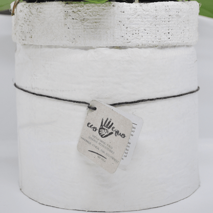 Vaso Collezione &quot;Puglia&quot; - 
