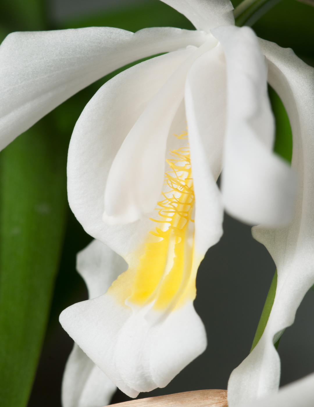 Coelogyne Cristata