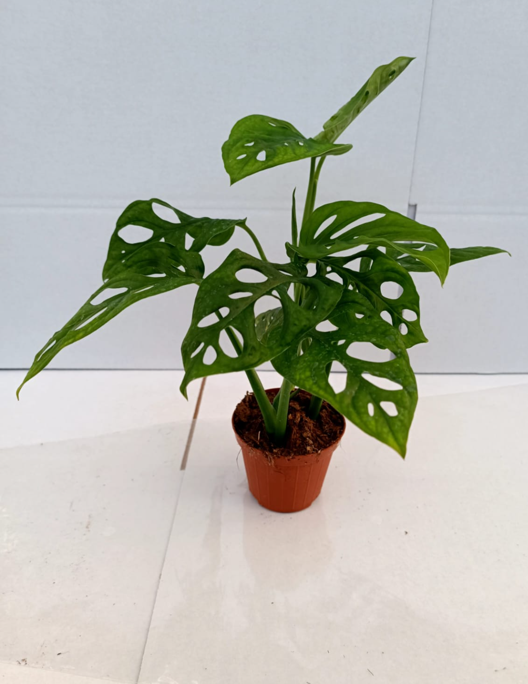 Monstera Obliqua Monkey