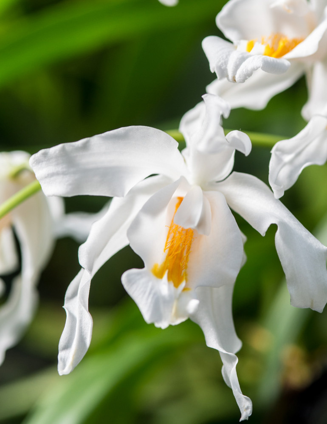 Coelogyne Cristata