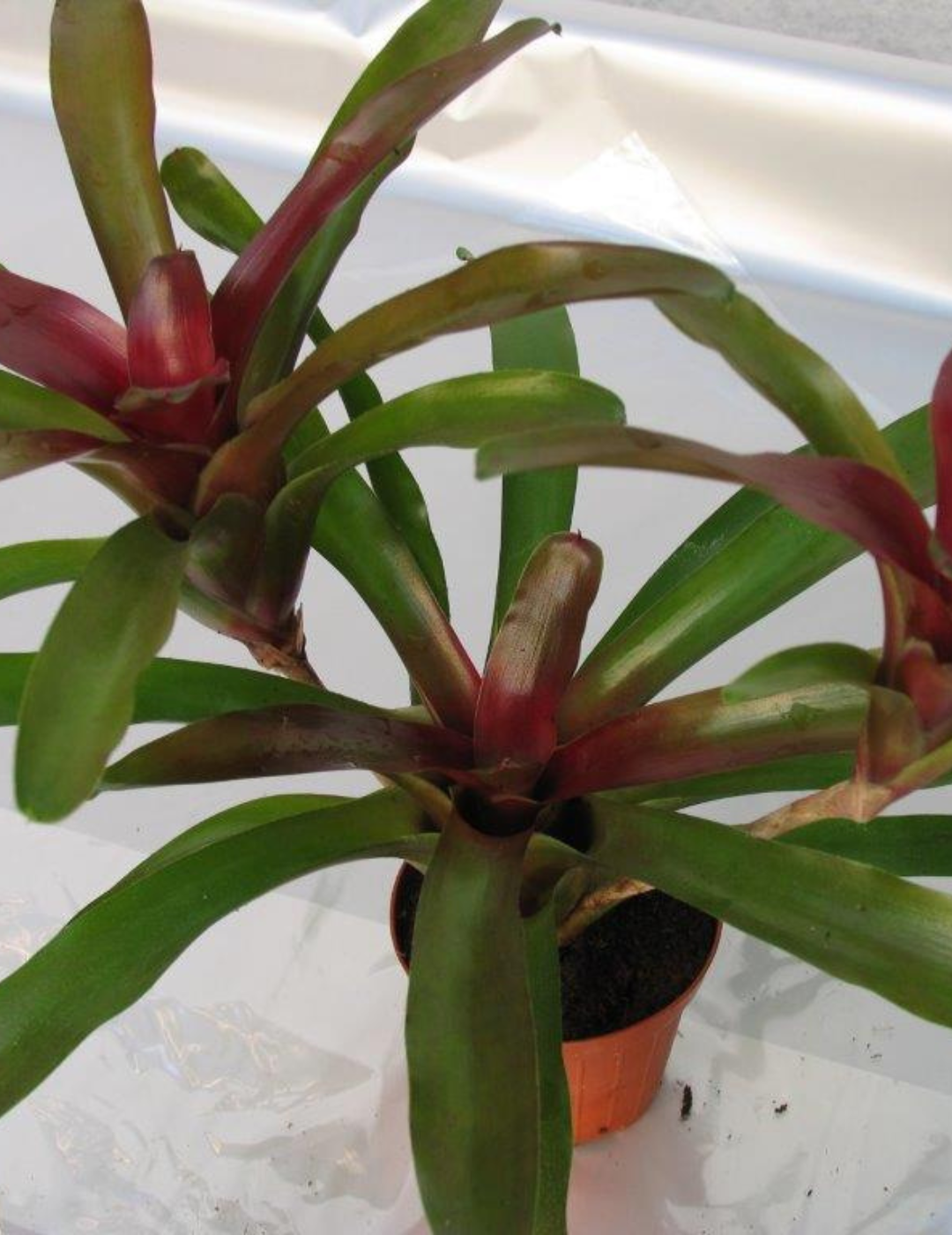 Neoregelia Fireball Ø9