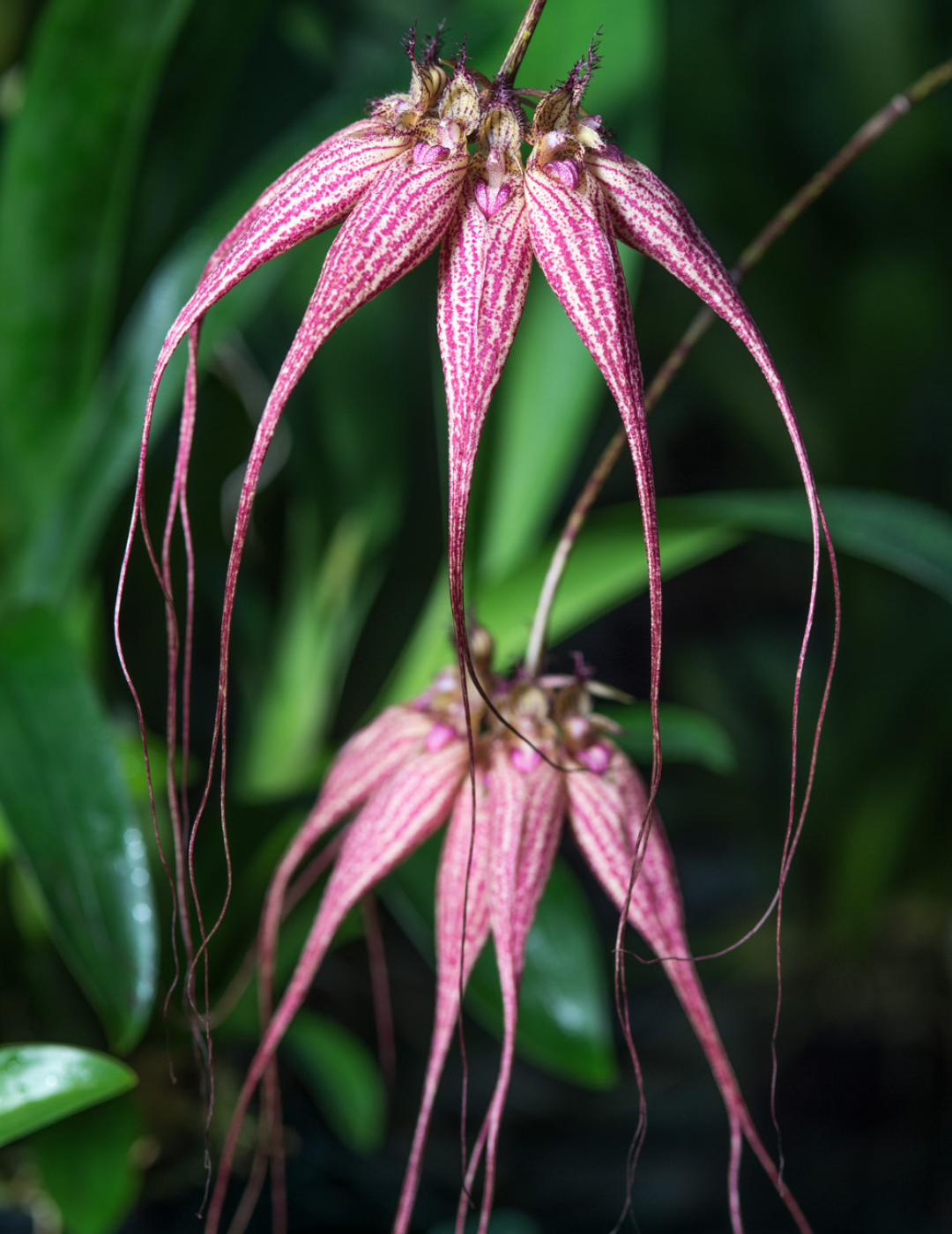 Bulbophyllum Elizabeth Ann