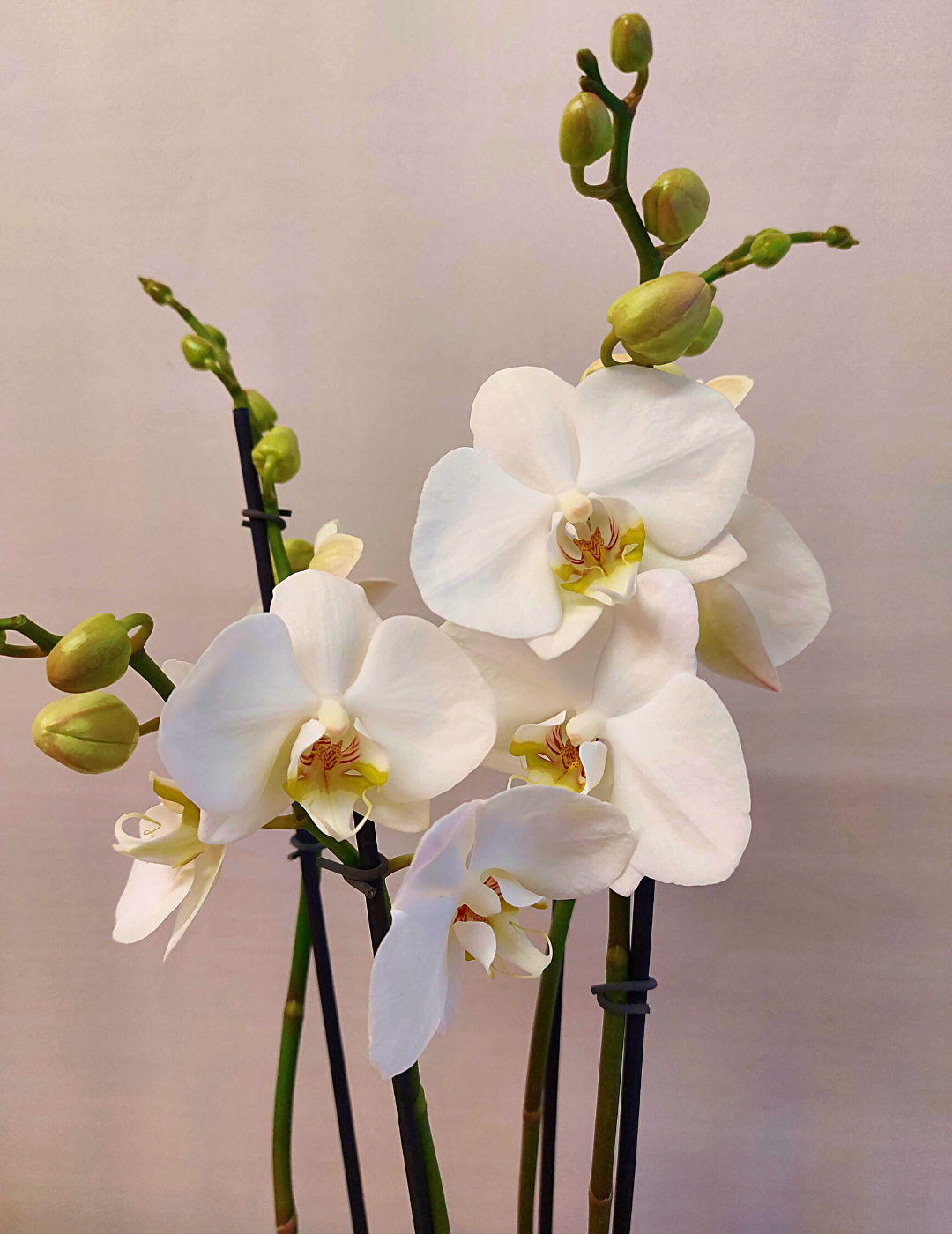 Phalaenopsis Cambridge Ø12