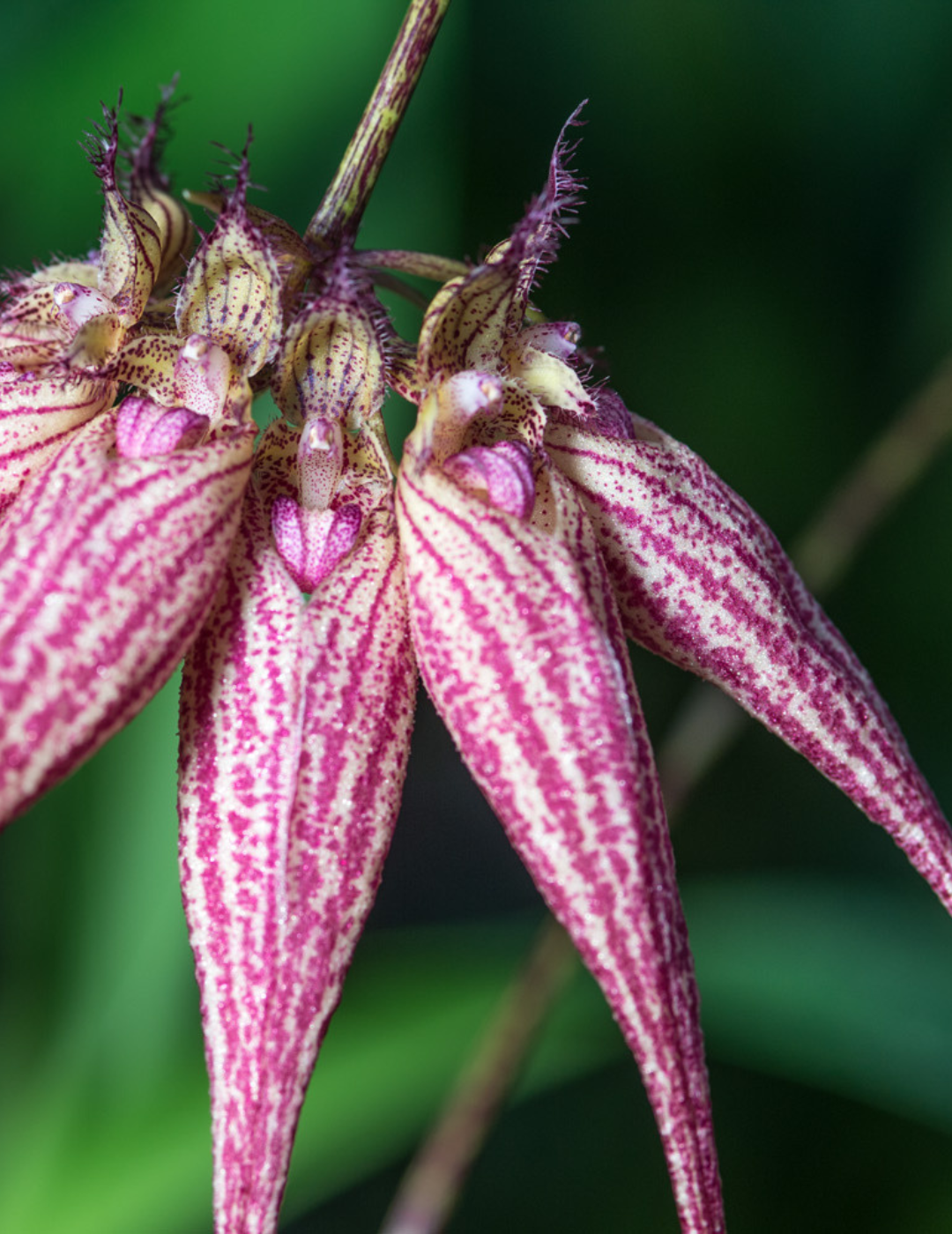 Bulbophyllum Elizabeth Ann