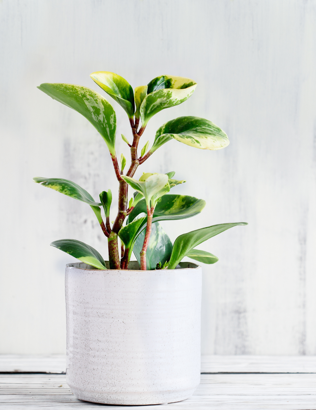 Peperomia Obtusifolia Variegata Ø9