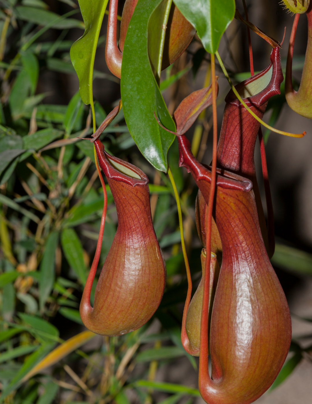 Nepenthes Baschet