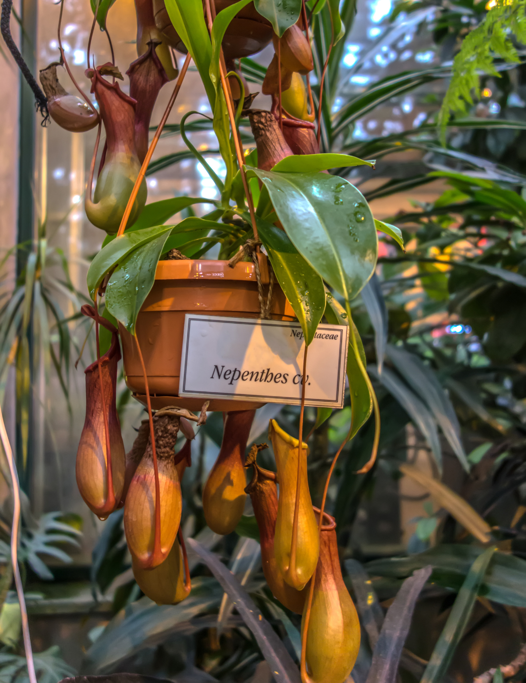 Nepenthes Baschet