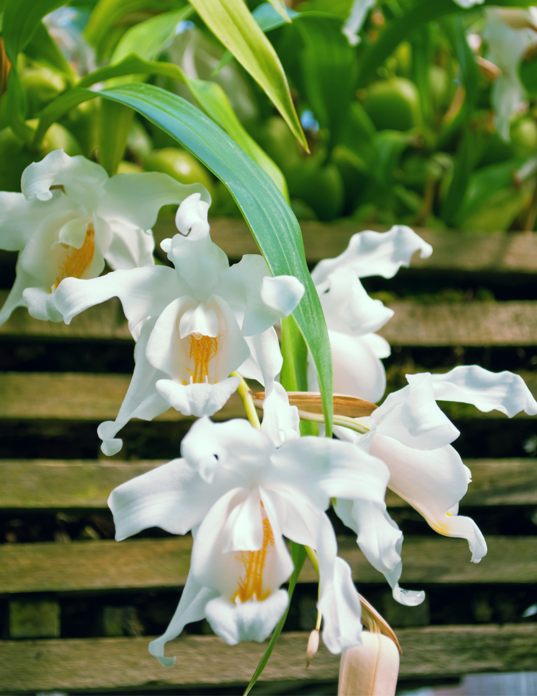 Coelogyne Cristata