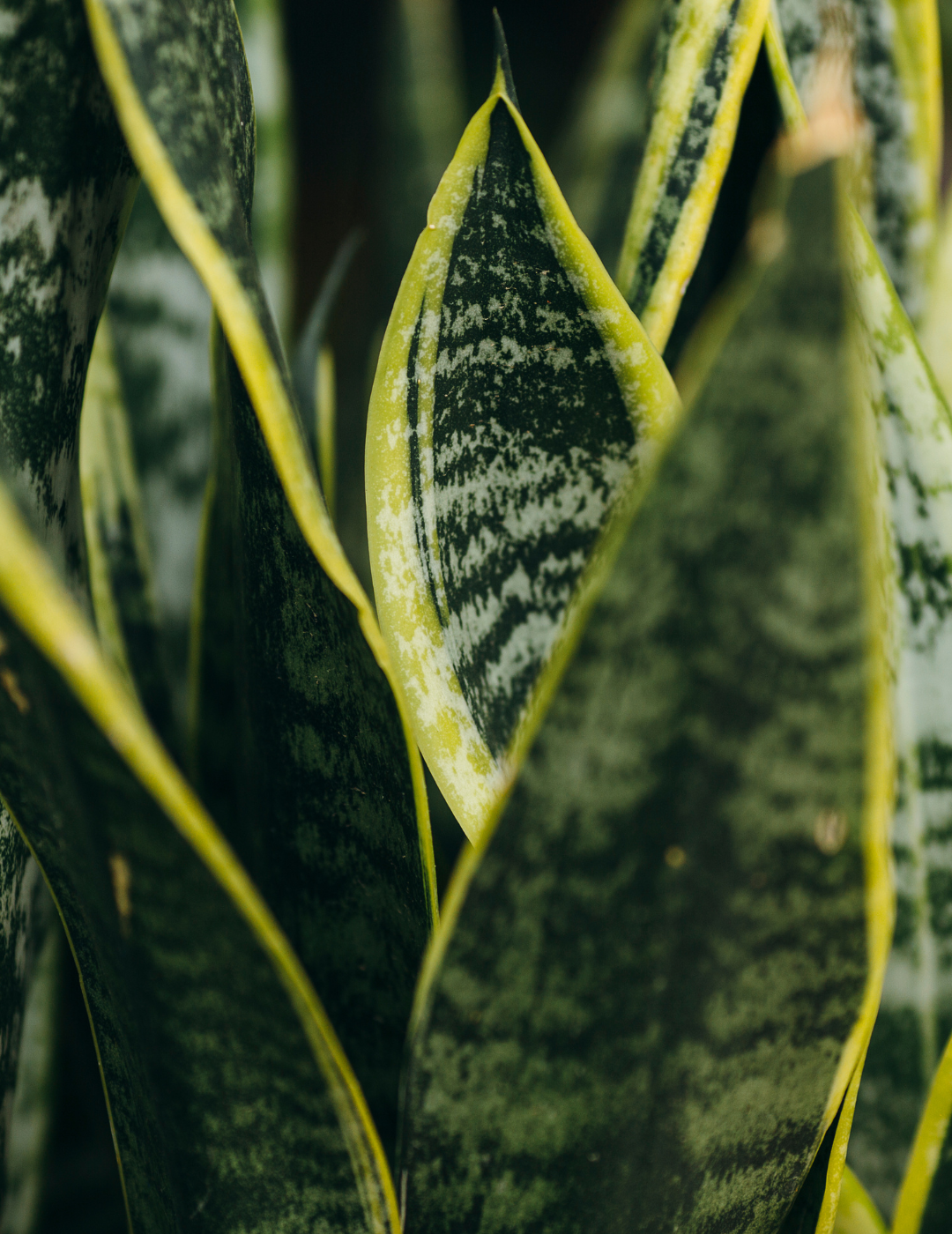 Sansevieria Laurentii