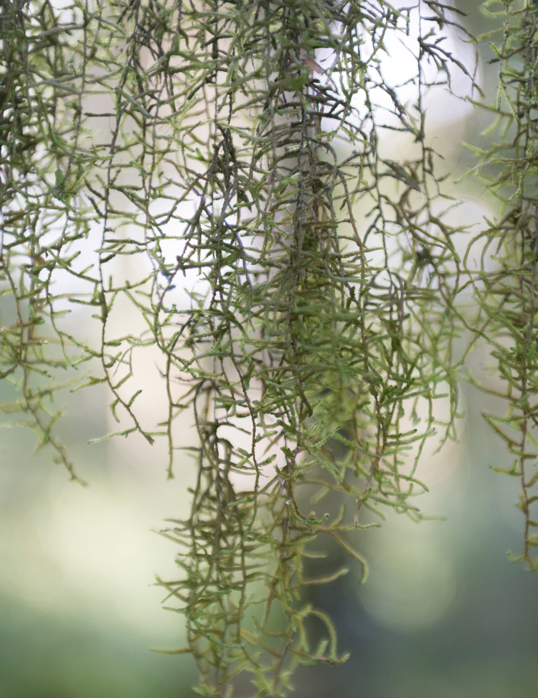 Tillandsia Usneoides