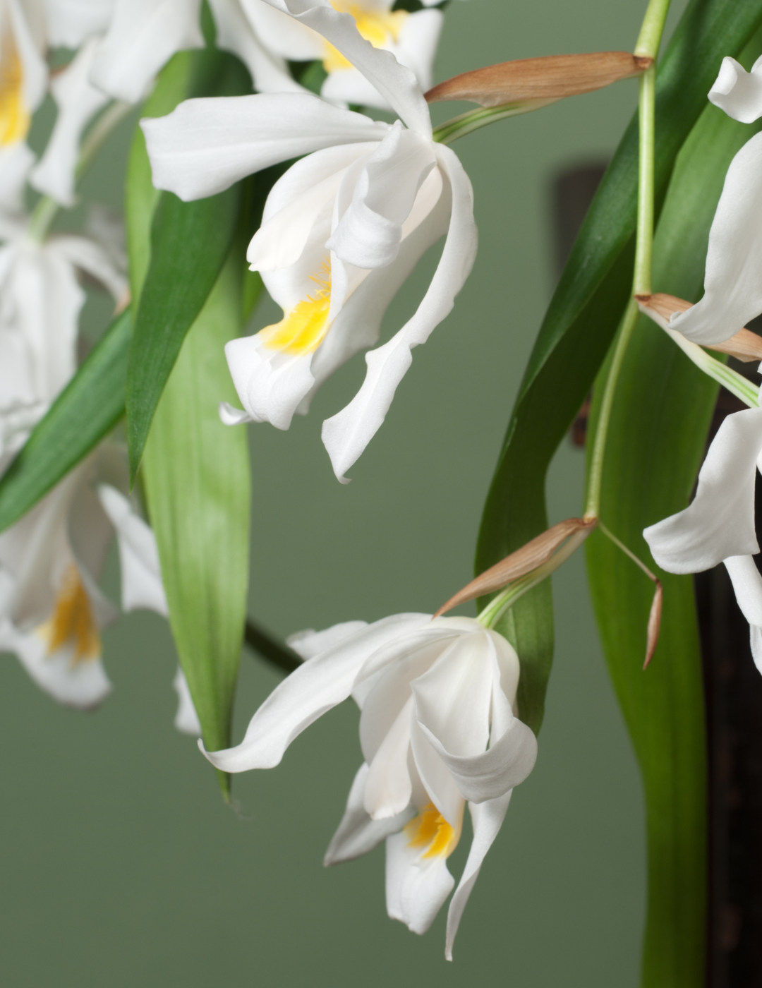 Coelogyne Cristata