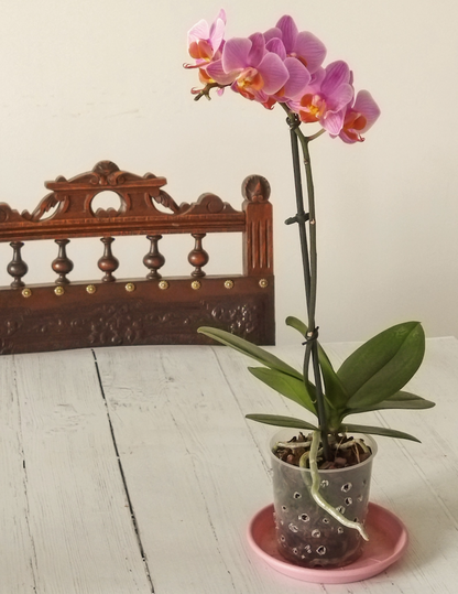 Phalaenopsis Mignon