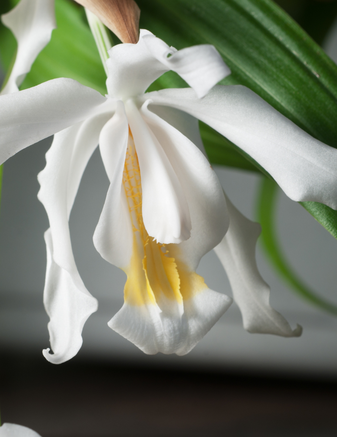 Coelogyne Cristata