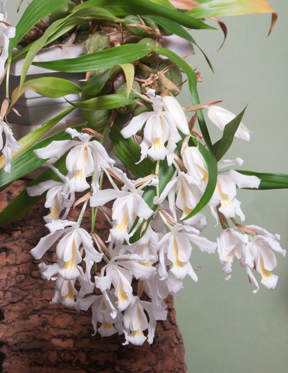 Coelogyne Cristata