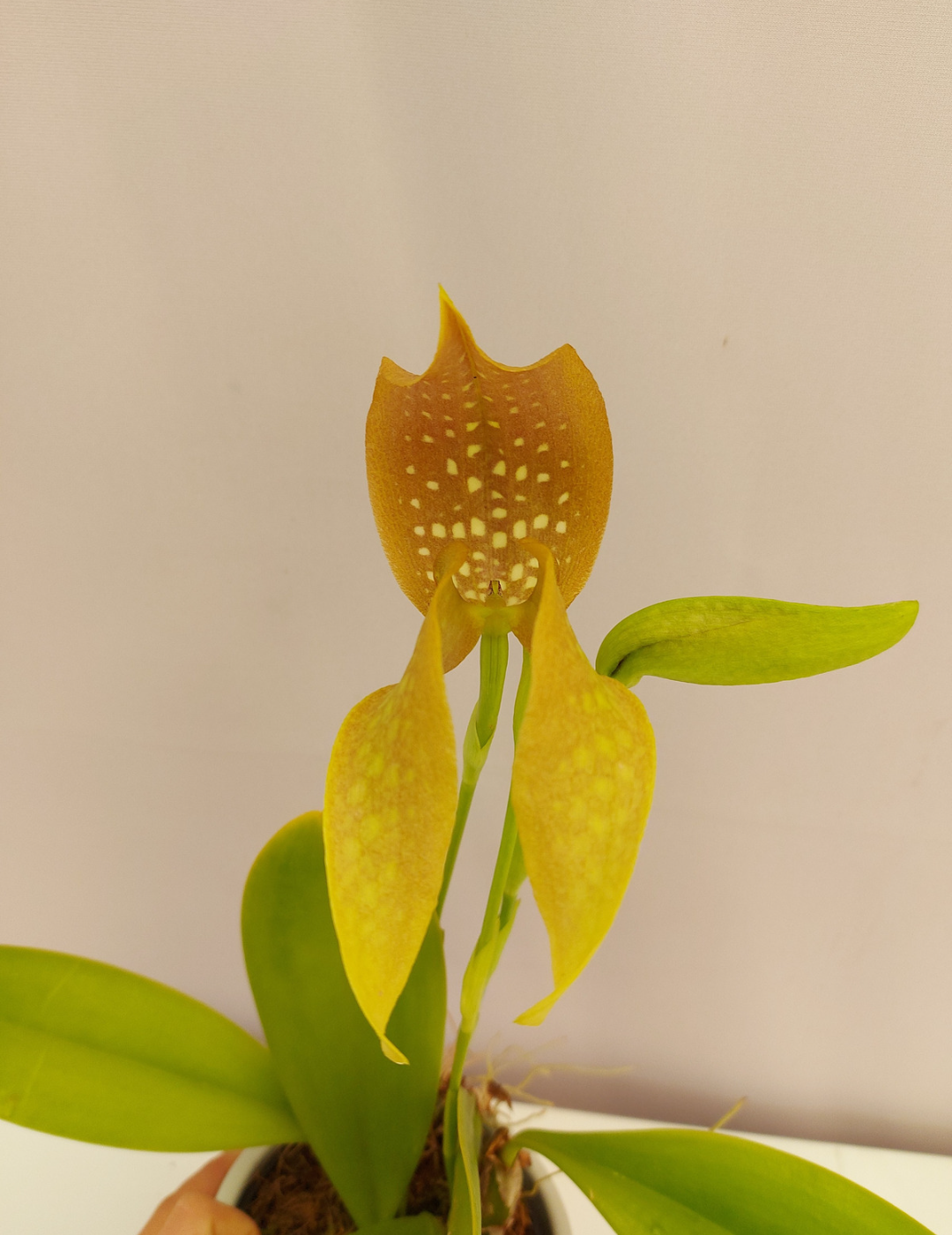 Bulbophyllum Grandiflorum