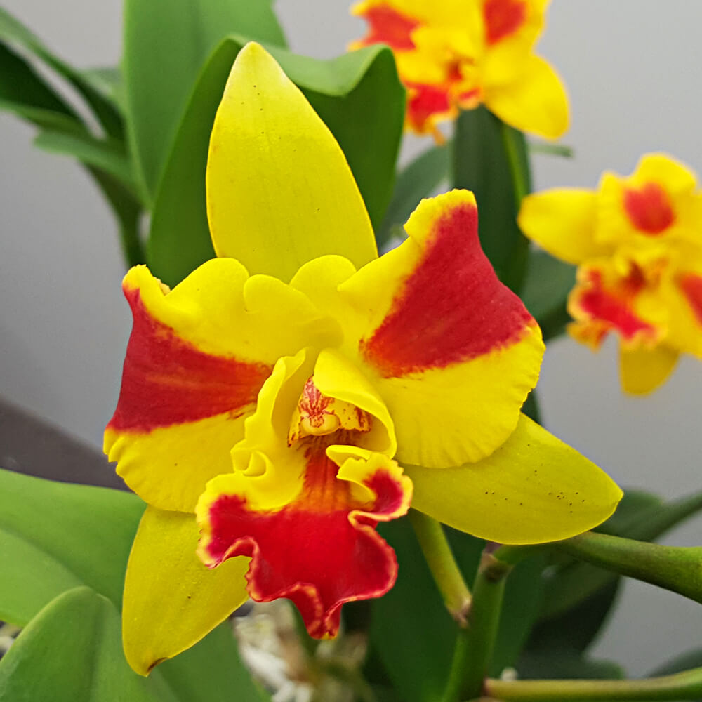 Cattleya Jana