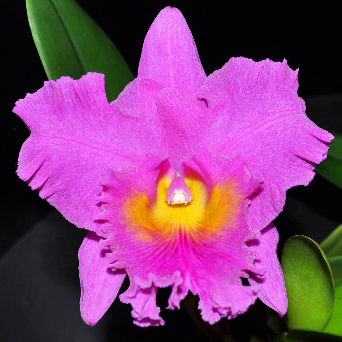 Cattleya Pink Empress vaso 12