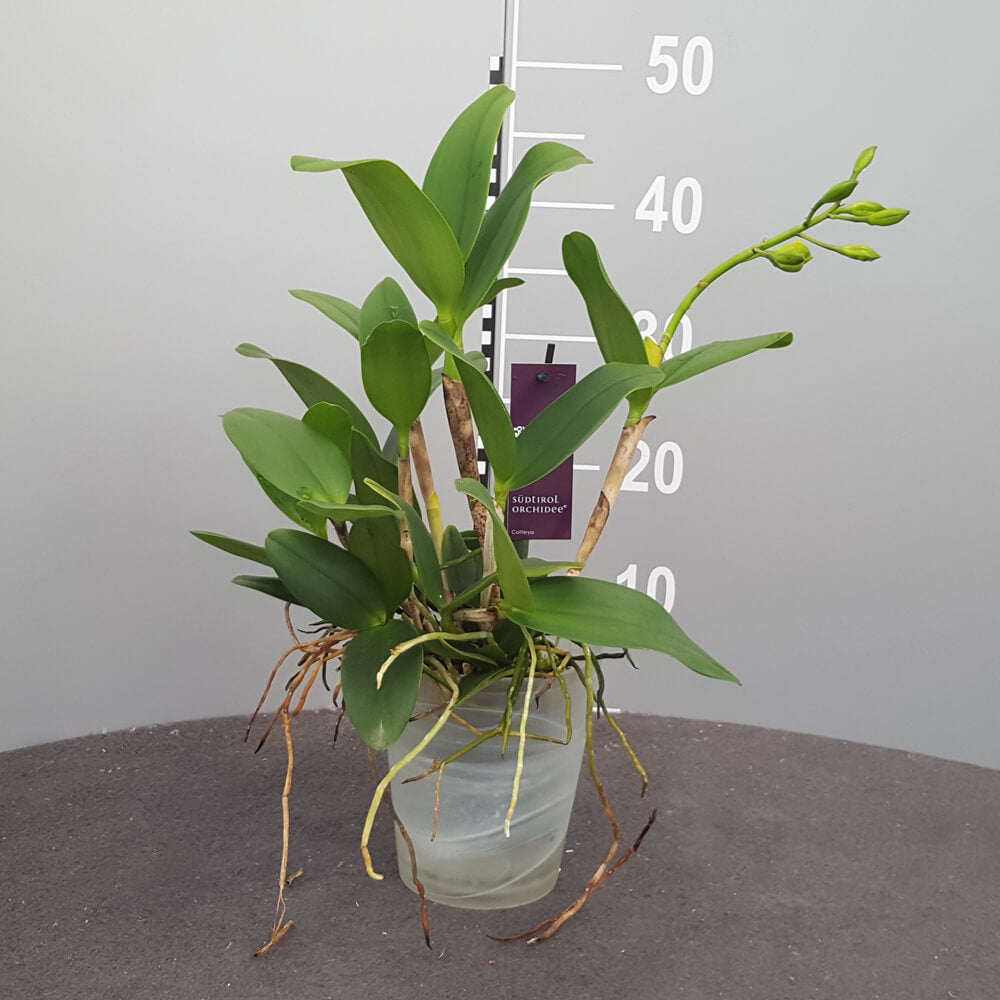 Cattleya Jana
