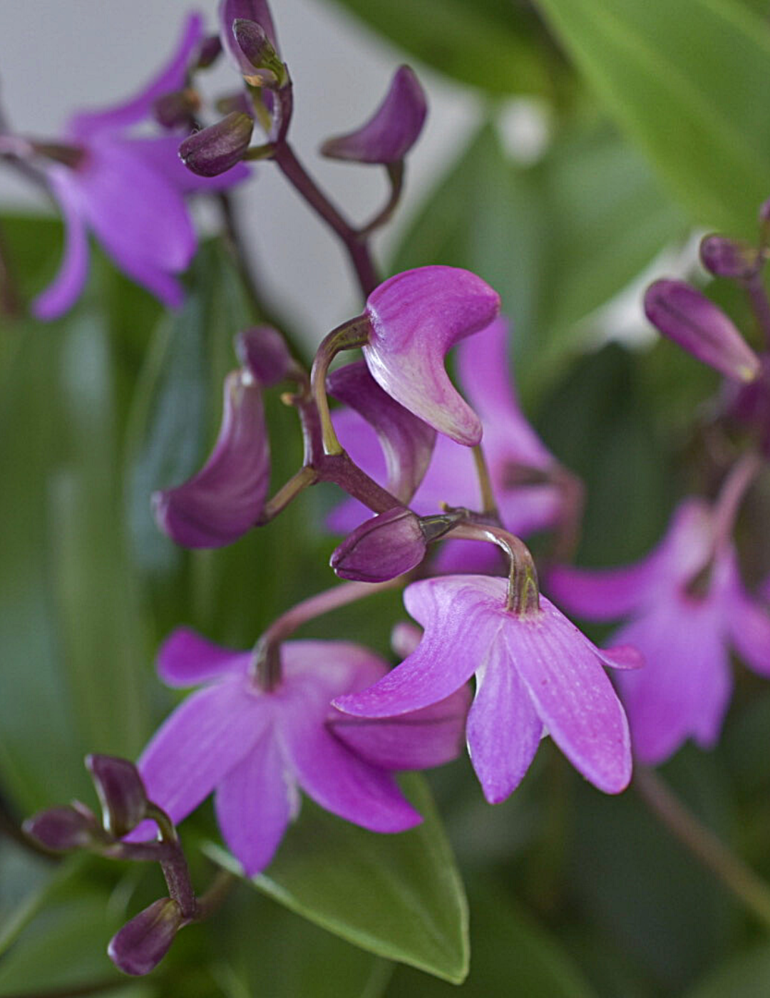 Dendrobium Kingianum