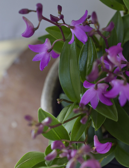 Dendrobium Kingianum