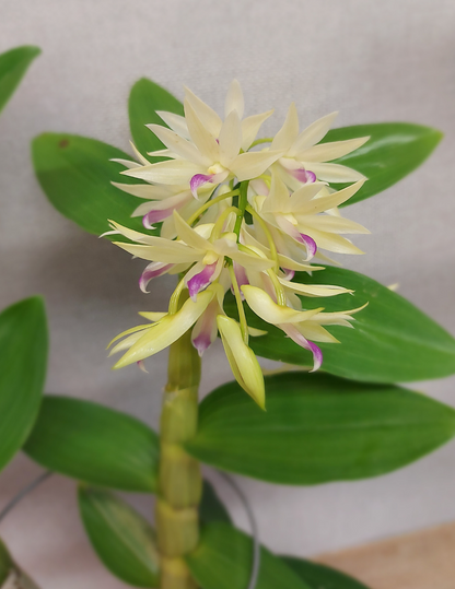 Dendrobium Amethystoglossum