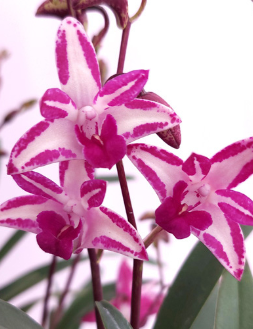 Dendrobium Kingianum Splash