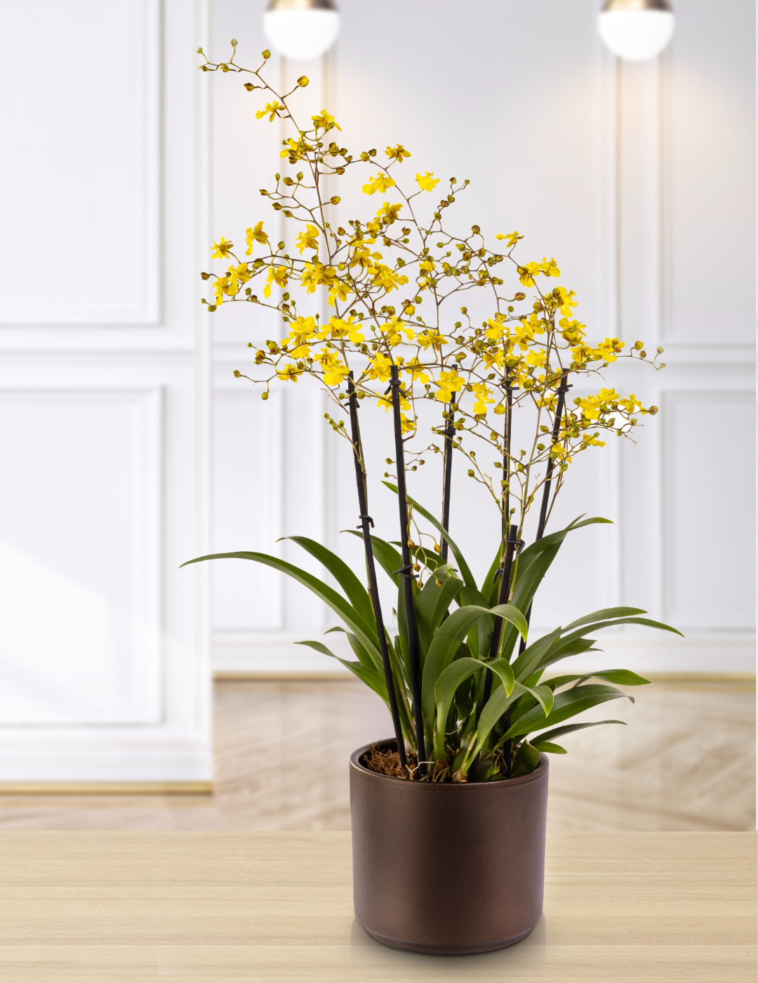 Oncidium Lemon Surprise