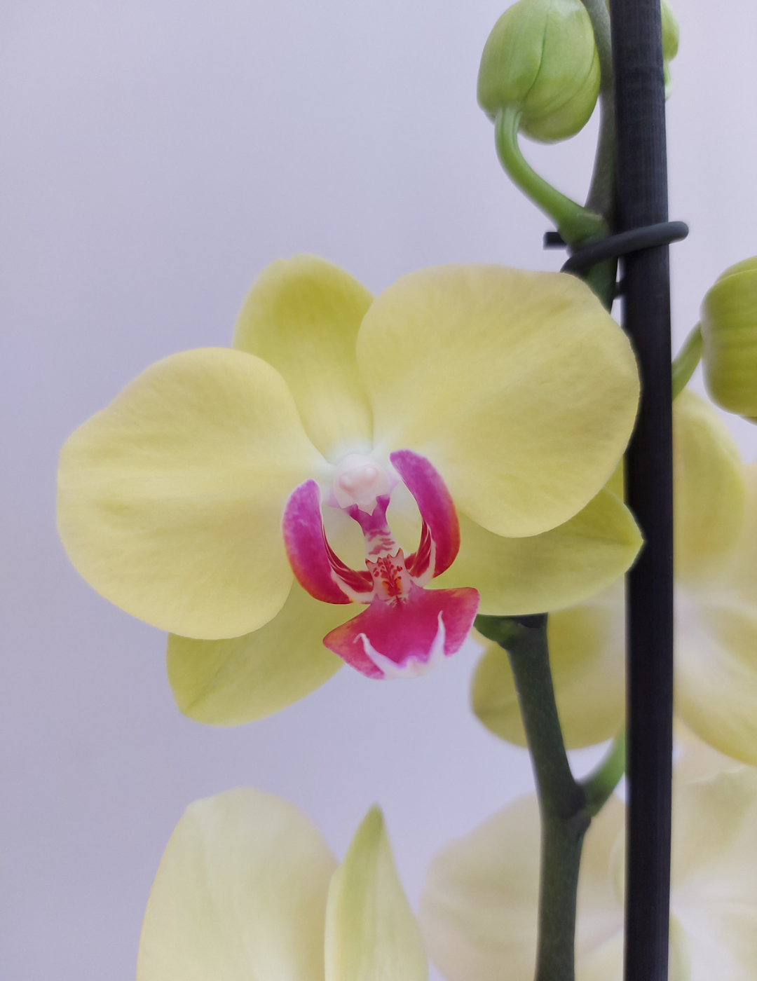 Phalaenopsis Miraflora Ø14