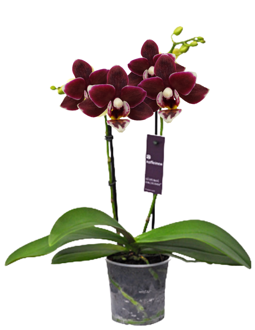 Phalaenopsis Sogo Vipearl Ø9
