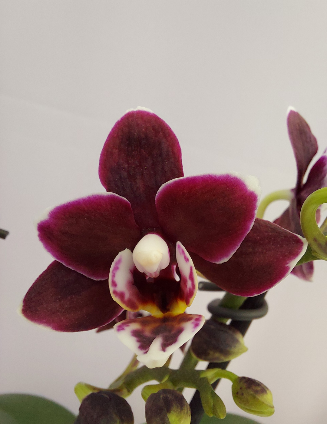 Phalaenopsis Sogo Vipearl Ø9