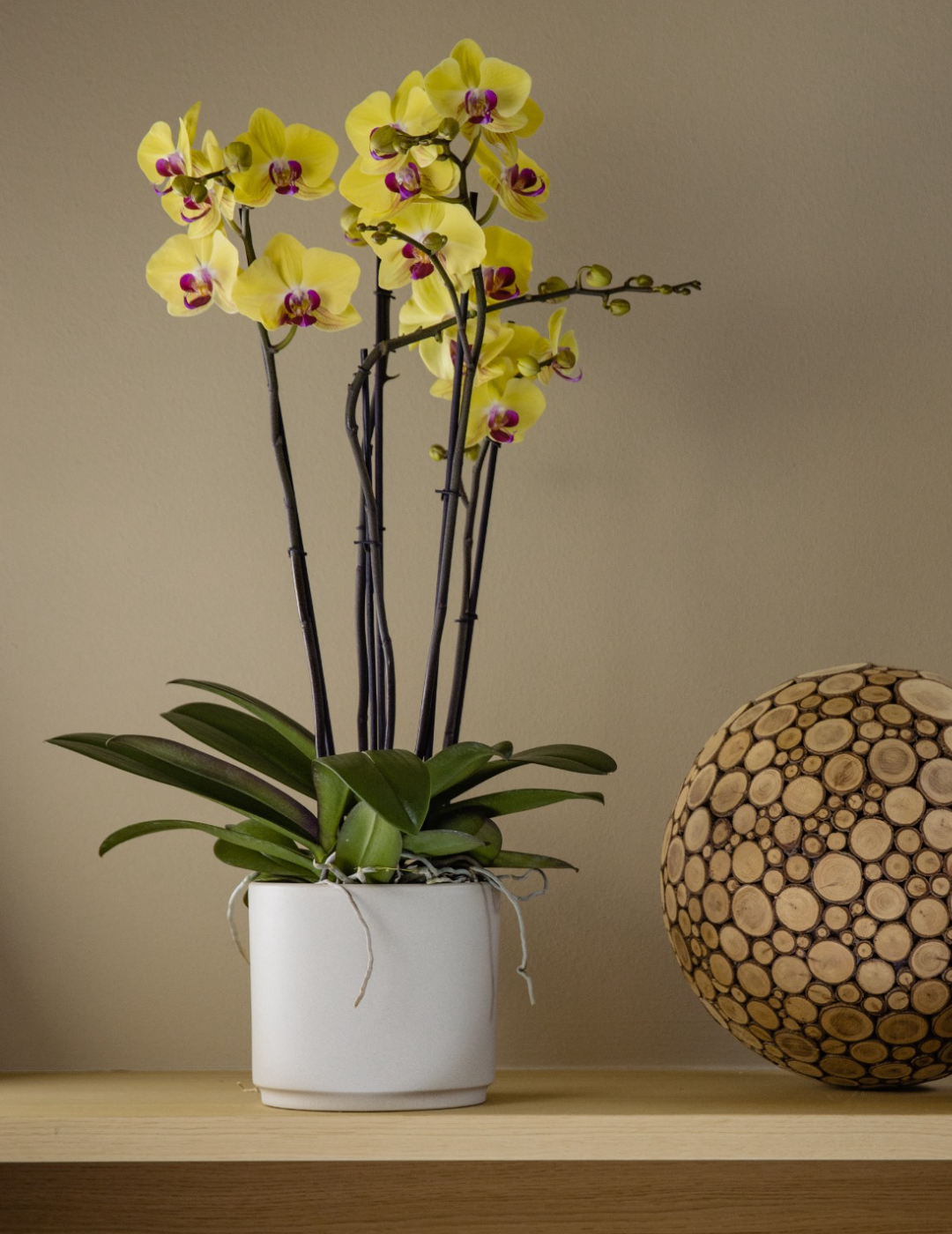 Phalaenopsis Miraflora Ø14