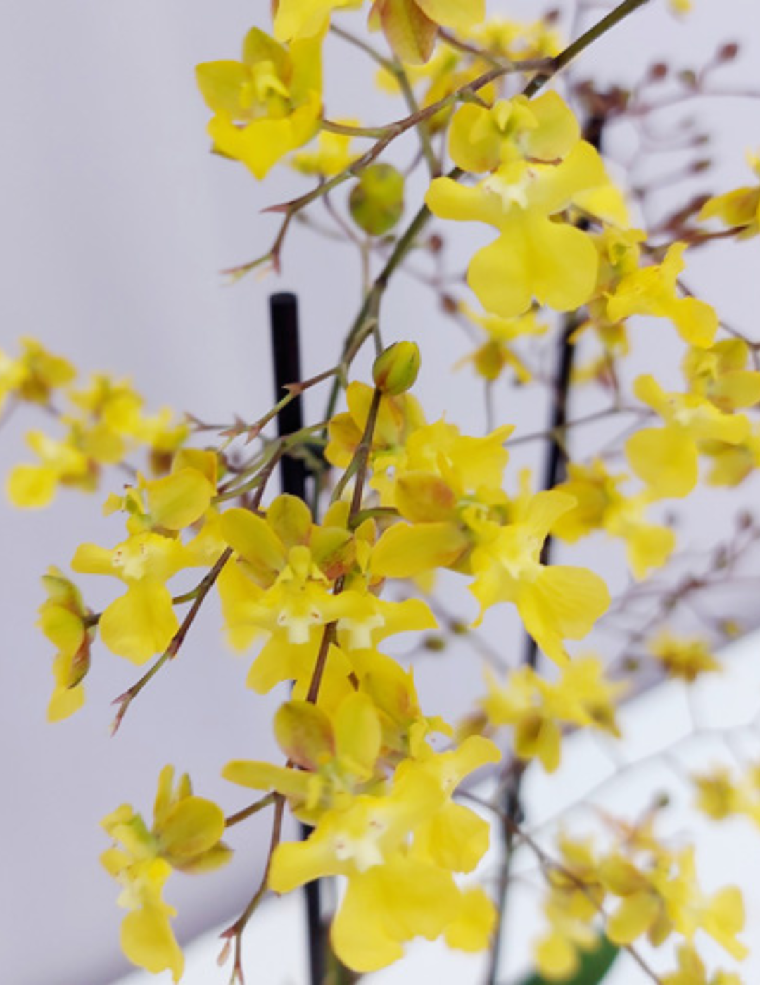 Oncidium Lemon Surprise