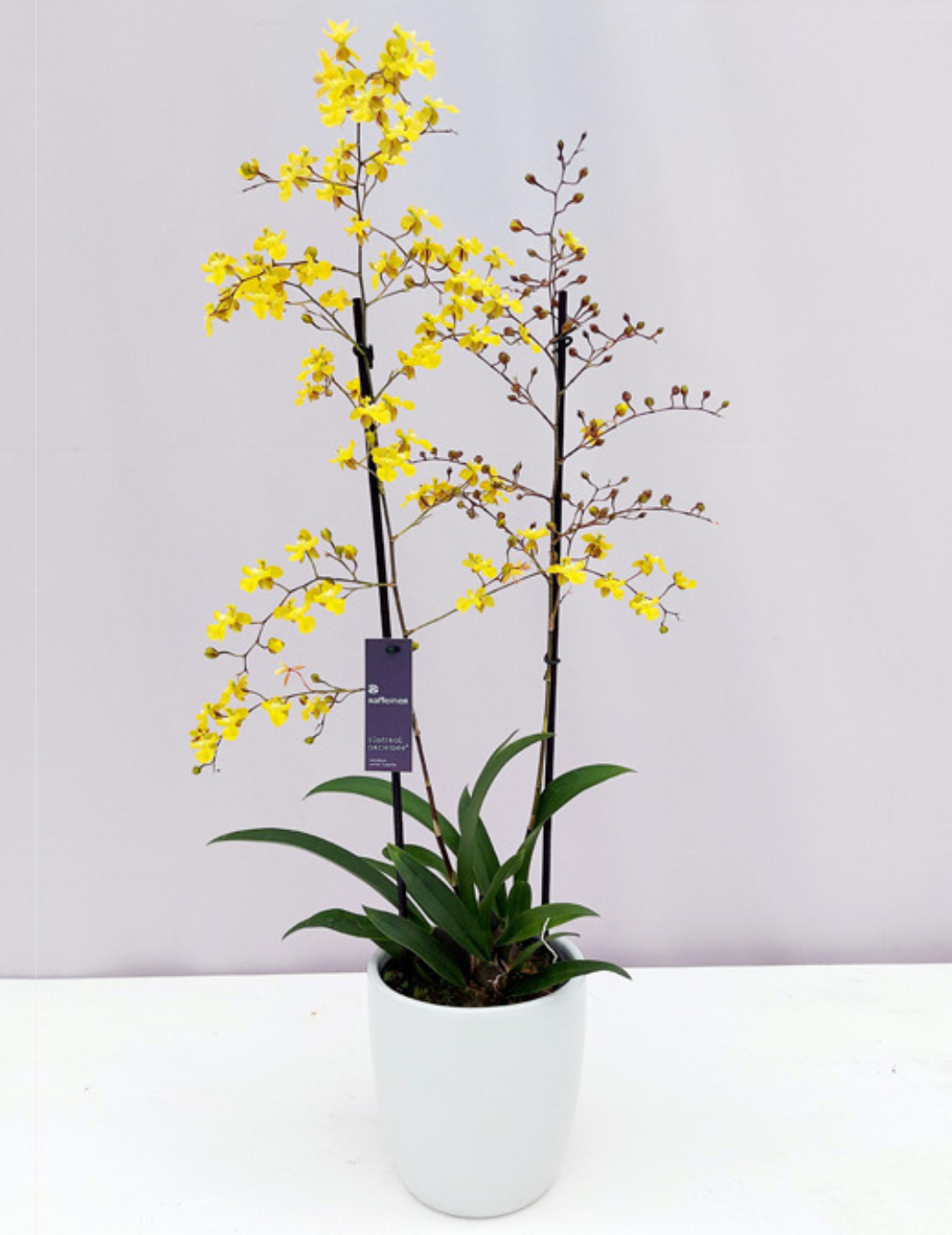 Oncidium Lemon Surprise