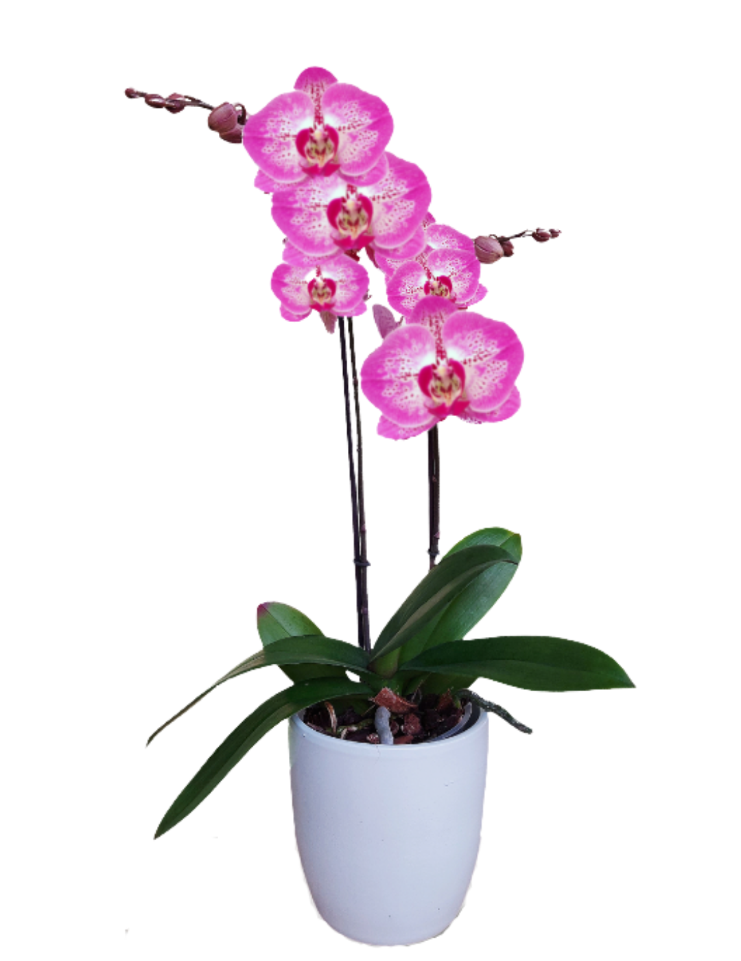 Phalaenopsis Melody Ø12