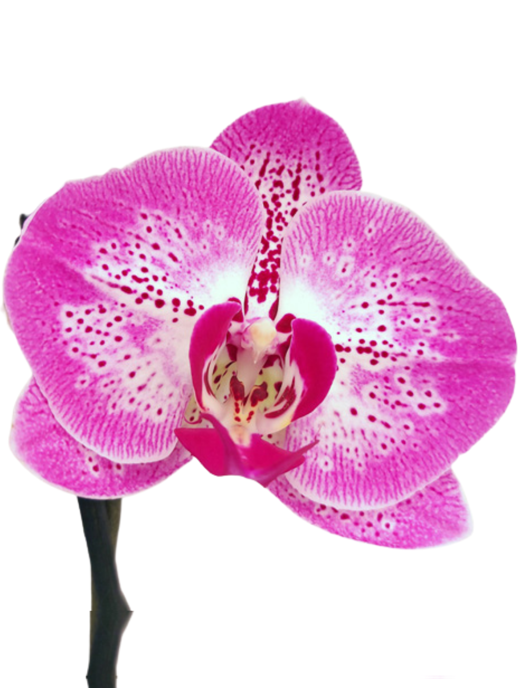 Phalaenopsis Melody Ø12