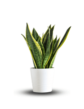 Sansevieria "Futura" - 