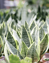 Sansevieria "Futura" - 