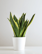 Sansevieria "Futura" - 