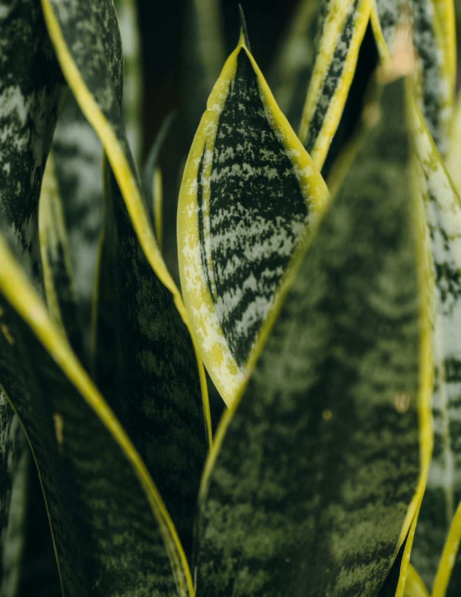 Sansevieria Laurentii - 