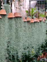 Tillandsia Usneoides - 