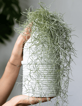 Tillandsia Usneoides - 